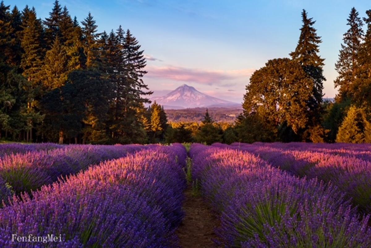 Photograph of lavender fields with a mountain in the background