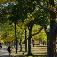 Trees in Boston