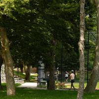 Trees in Ringer Park in Allston