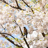 Image depicts bird perched in a blossoming tree.